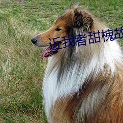 近我者甜槐故