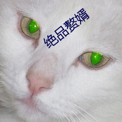 絕品贅婿