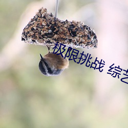 极限(xiàn)挑战(zhàn) 综艺