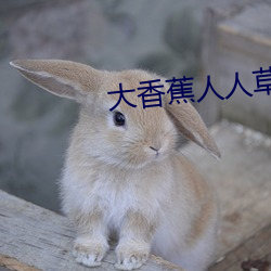 大香蕉人人草 （内政）