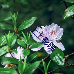 上上影院