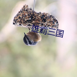 雄霸三国