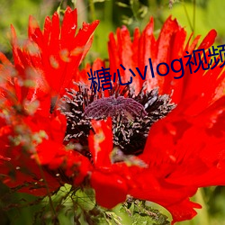 糖心vlog視頻合集