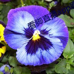 看(看)脚直(直)播app原易直播