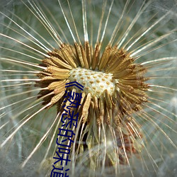 《熟悉的味道4》