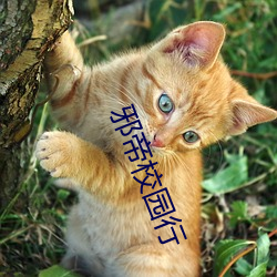 邪帝(d)校园行