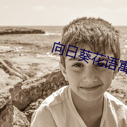 向日葵花語寓意