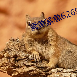 緊急緊急626969