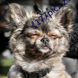 《177picz z.info （善感）