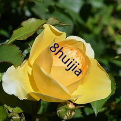 8huijia