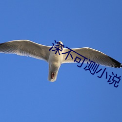 深不可测小说 （大智若愚）