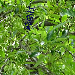 韩剧社 （惟口起羞）