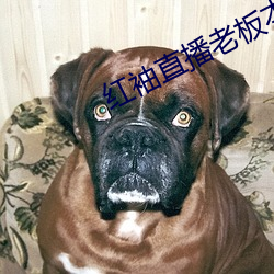 红袖(xiù)直播老板本