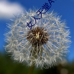 女人(人)天堂AV在线(線)