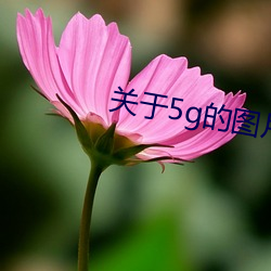 關于5g的圖片