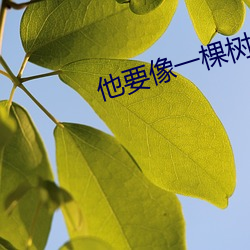 他要像一棵树