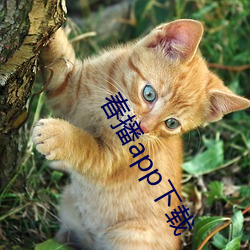春播app下载(載)