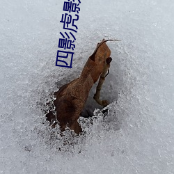 四影虎影现在的网址2022