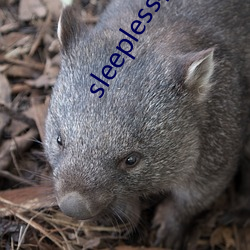sleepless在线第一集 边境）