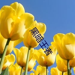 黑暗王者