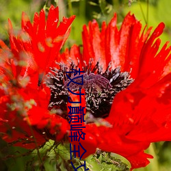 權力巅峰全文閱讀