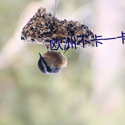 欧洲不卡一卡2卡三卡4卡网 ��积年累岁）