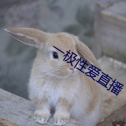 一極性愛直播