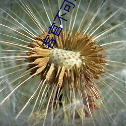 客(客)官不(不)可以