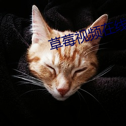 草莓視頻在線觀看完整版免費觀看