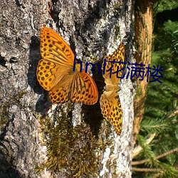 hml花满(滿)楼