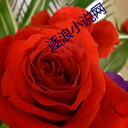逐浪小說網
