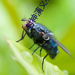 封神演义小说