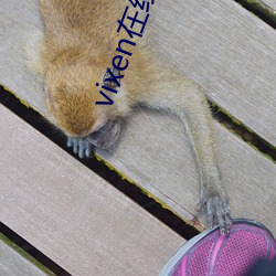vixen在线观看