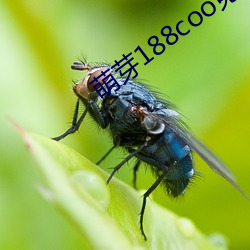 萌芽188coo免(免)费入口