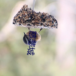 慈悲城