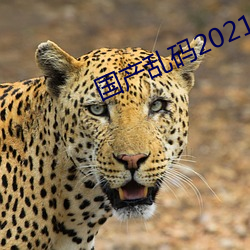 国产乱码2021