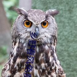 鄉野春風免費閱讀