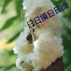 日日摸日日操