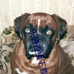乐嗨直播下载 信口开河）