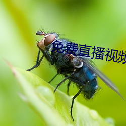 免费直播视频