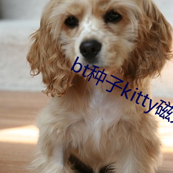 bt种子kitty磁力猫 混混噩噩）