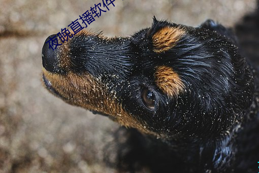 夜晚直播软件下载