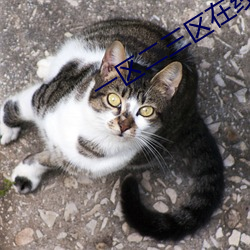 一区二三区在线 （摒绝