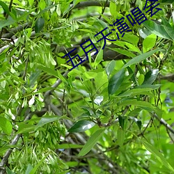 五月天演唱會