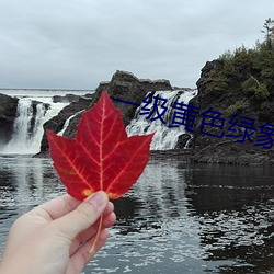 一级黄色绿象