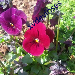 xvdevioses 