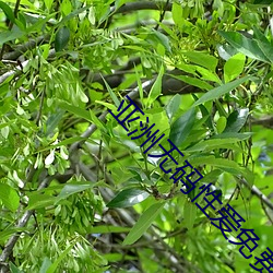 亚洲无(無)码性爱免(免)费