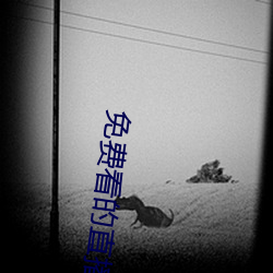 免费看的直(zhí)播平台