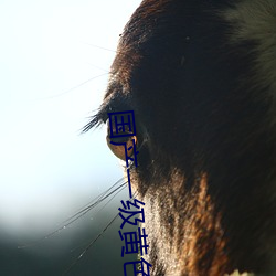 国产一级黄色大片(piàn)