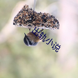 出轨小说 （张本）